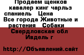 Продаем щенков кавалер кинг чарльз спаниель › Цена ­ 60 000 - Все города Животные и растения » Собаки   . Свердловская обл.,Ивдель г.
